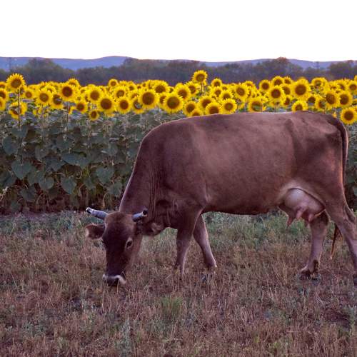 Photo #9585067
