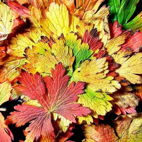Photo #9585581