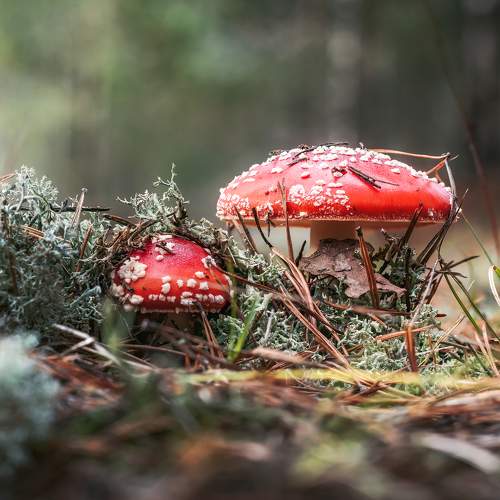 Photo #9585752