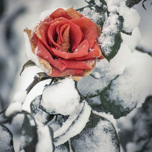 Photo #9587191