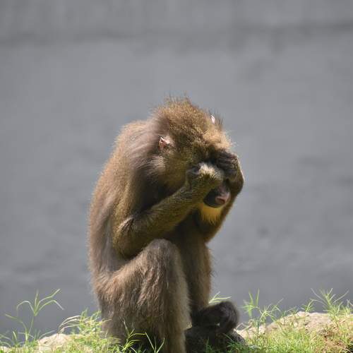 Animal also behave like human