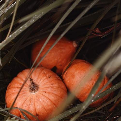 Photo #9589255