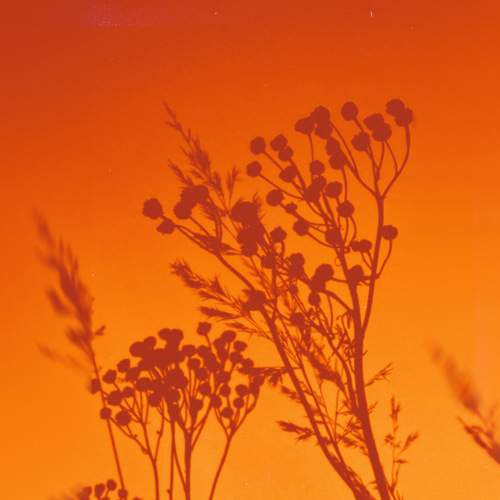 Photo #9590518