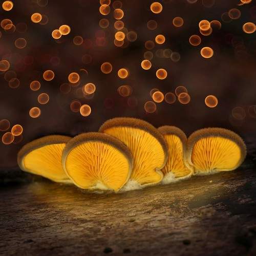 Photo #9590717