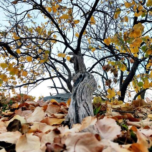 Photo #9590735