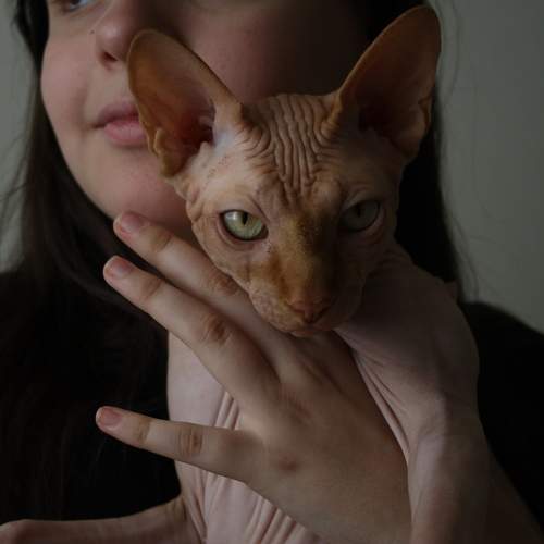 София и Чиз