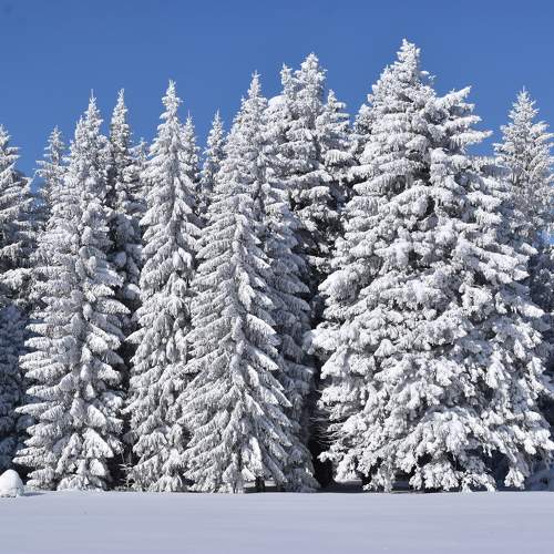 Photo #9592733