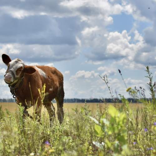Photo #9593102