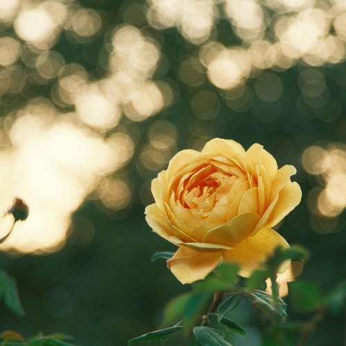 Photo #9593470