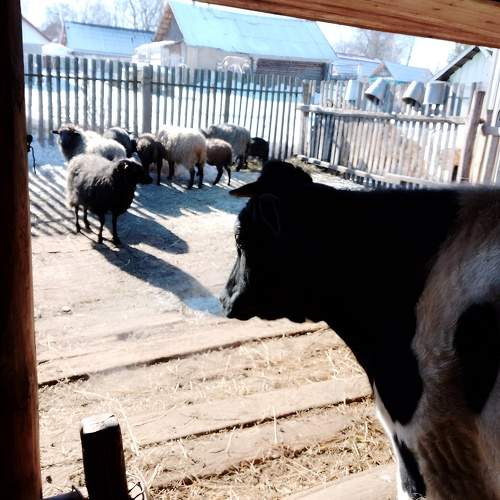 Photo #9594499
