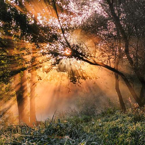 Photo #9594666