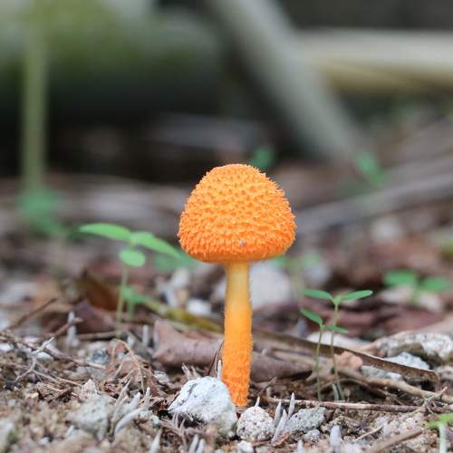Nature\'s little orange crown