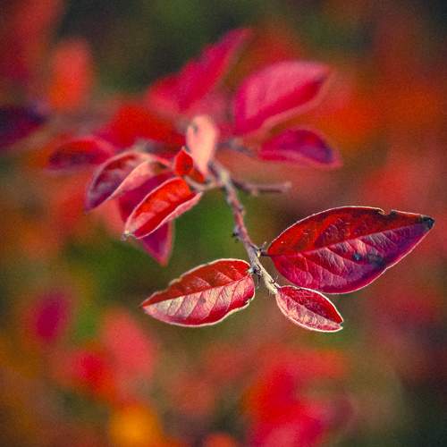 Photo #9596710