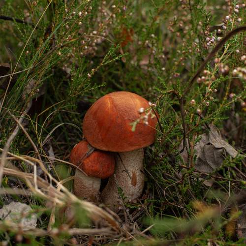 Photo #9596862