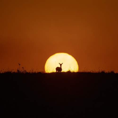 Graceful Gazelle at Sunrise: Nature's Elegance