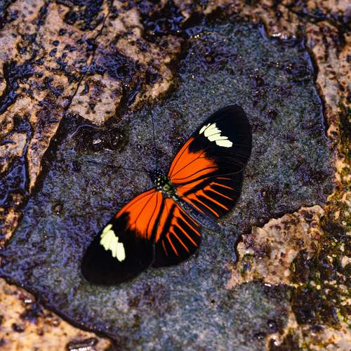 Photo #9598464