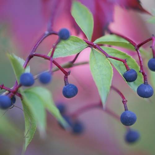Photo #9598708