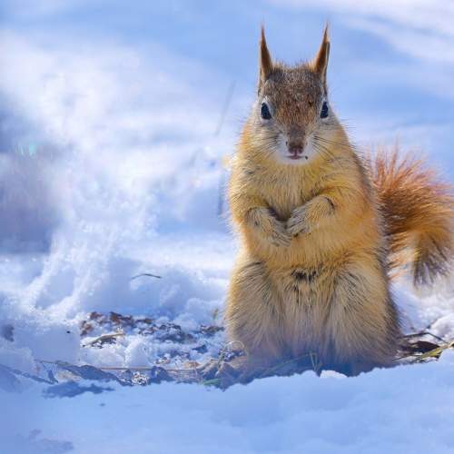 Squirrel in the snow