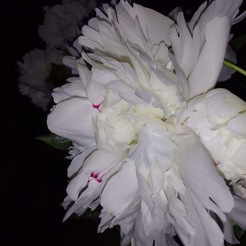 Photo #9599921