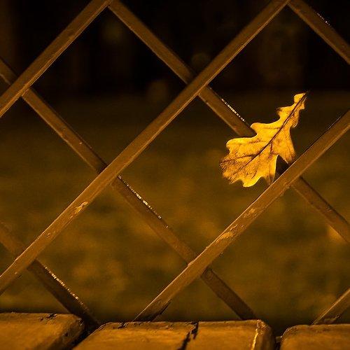 Осенний лист