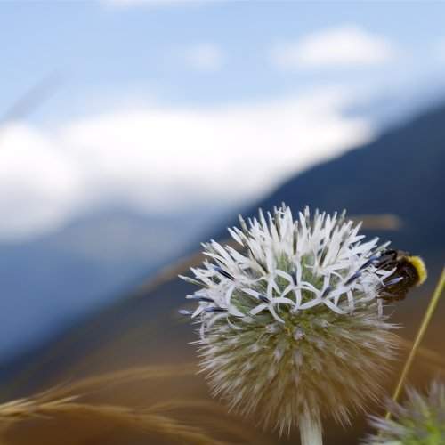 Photo #964664
