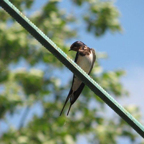 Photo #964834
