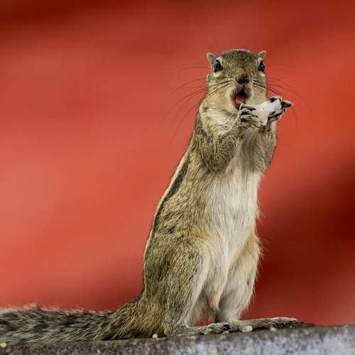 Photo #9601029