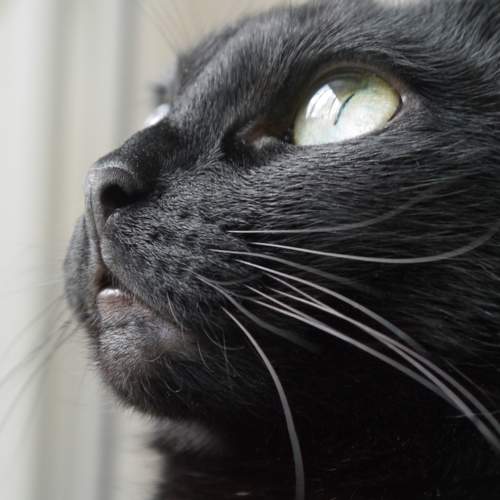 Photo #9601116