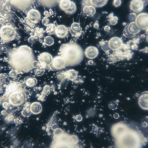 Photo #9603261