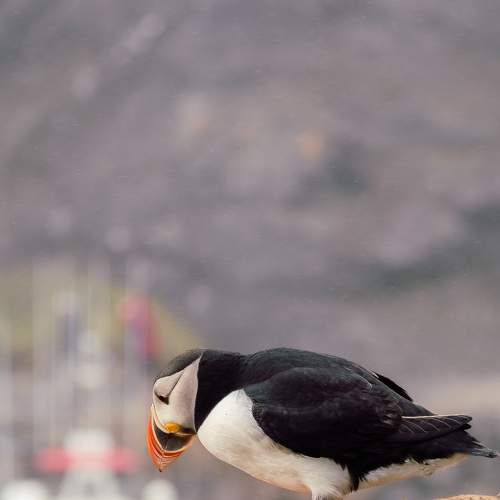 Photo #9603305