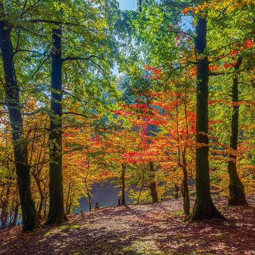 Photo #9604495