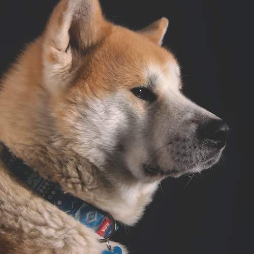 Photo #9605732
