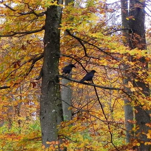 Photo #9606155
