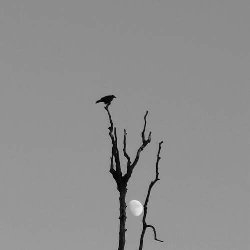 Photo #9606211