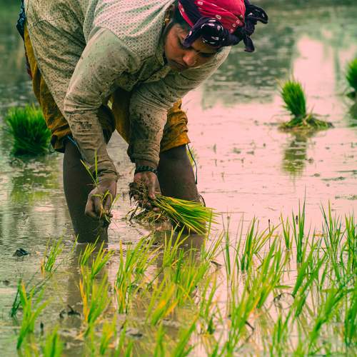 Planting Rice
