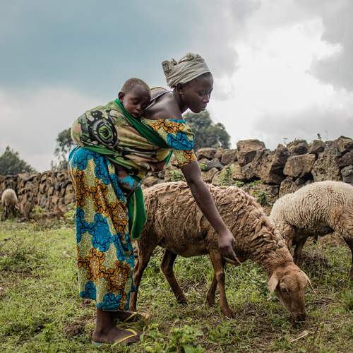 Mwamini, mère de deux enfants en train d'élevé ces moutons dans le village Munigi en République démocratique du Congo