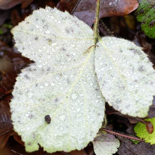Photo #9609486