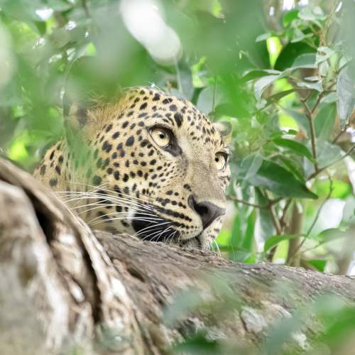 Photo #9609814