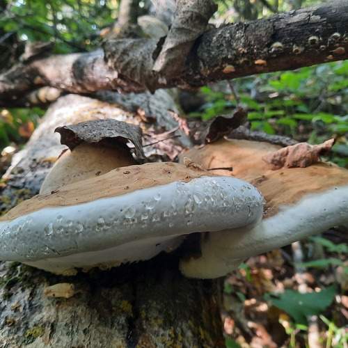 Photo #9610804