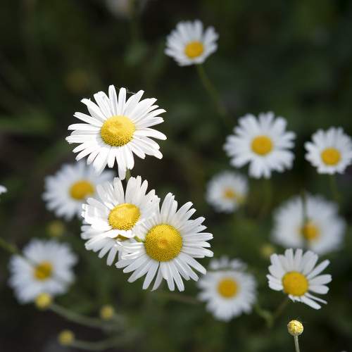 Common Daisy Photographs