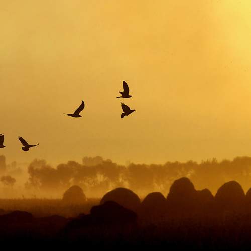 Early morning