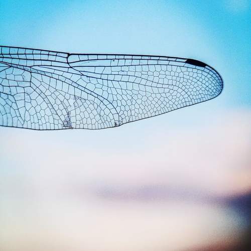 Photo #9615687