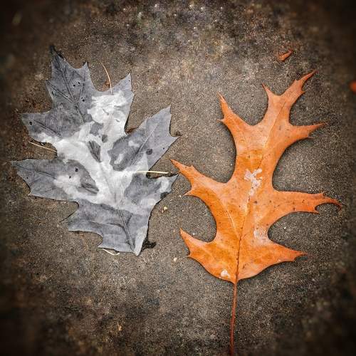 Photo #9615838
