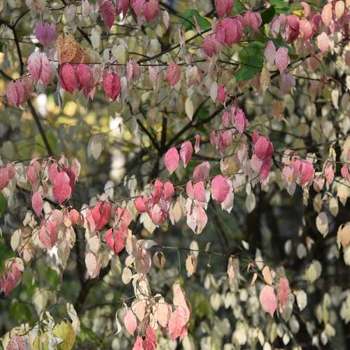 Фотография #9616454