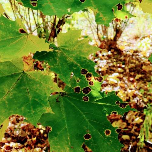 Photo #9616901