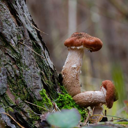 Photo #9617257