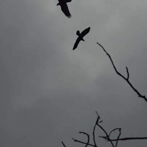 Photo #9617474