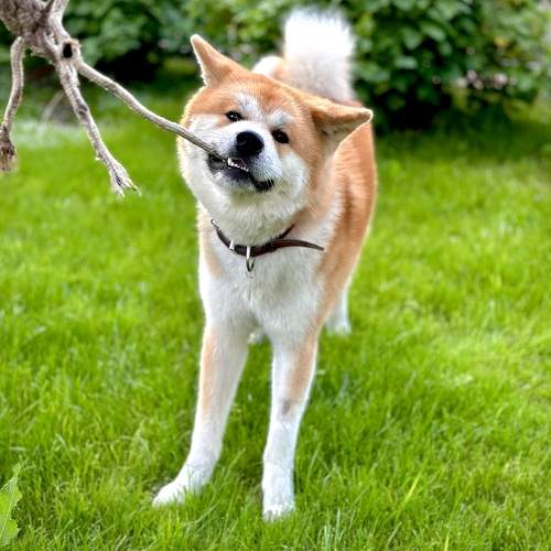 Photo #9618264