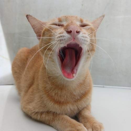 Yawning peanut