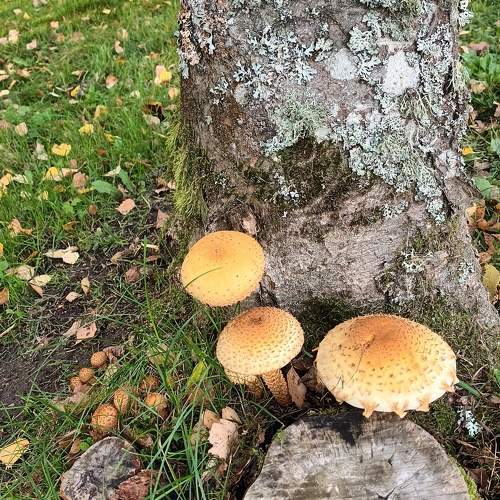 Photo #9618586